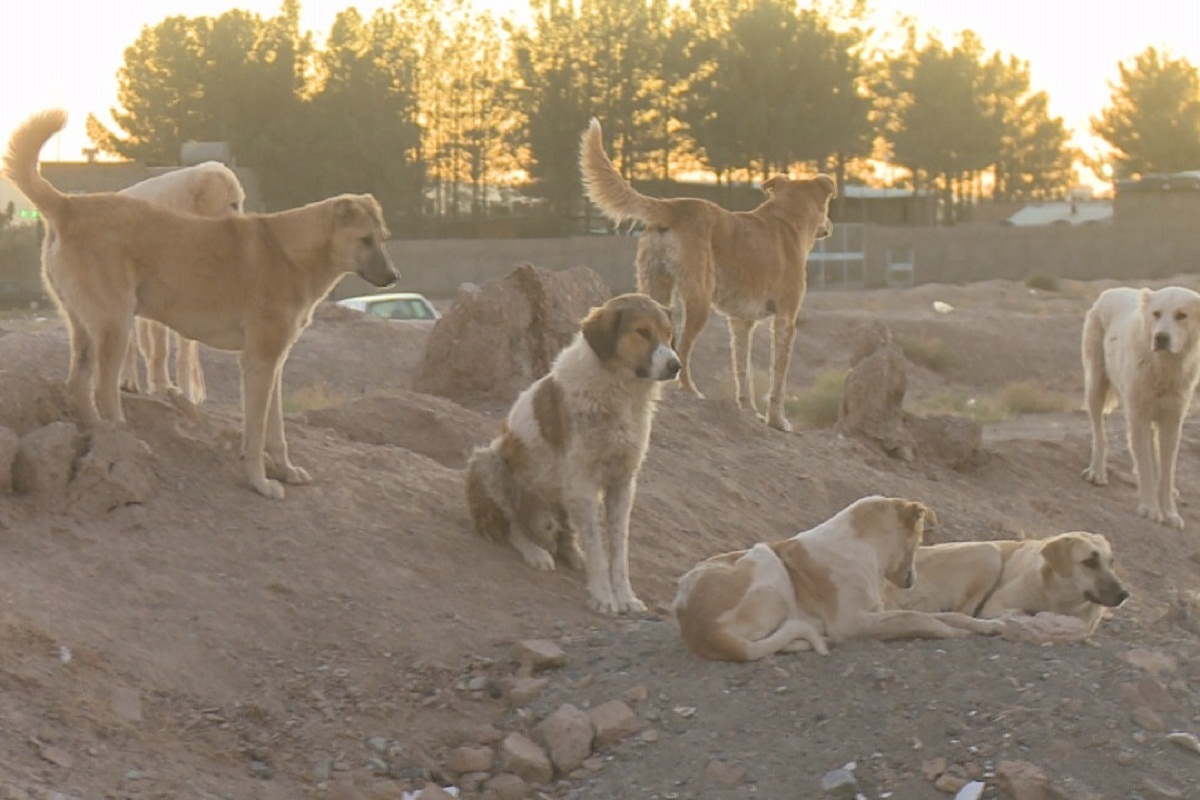 فیلم| کشتار سگهای گندک دماوند صدای حامیان حیوانات را درآورد؛ ماجرای سگ کشی چیست؟ فیلم| کشتار سگهای گندک دماوند صدای حامیان حیوانات را درآورد؛ ماجرای سگ کشی چیست؟ | دیلی فوتبال