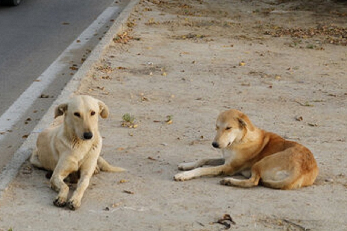 فیلم| ظهور پدیده حامیان سگ های ولگرد: وقتی که سگ ها به بچه من حمله کردند کجا بودی؟! فیلم| ظهور پدیده حامیان سگ های ولگرد: وقتی که سگ ها به بچه من حمله کردند کجا بودی؟! | دیلی فوتبال
