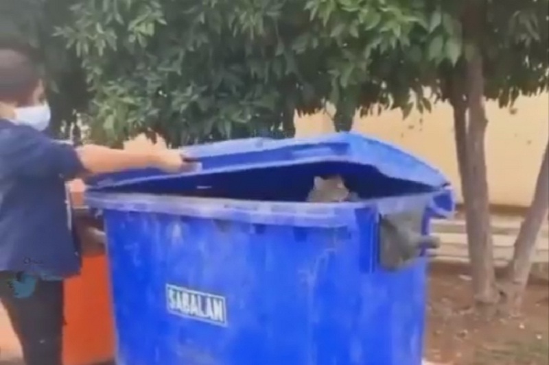 فیلم دلخراش| گربه آزاری وحشتناک یک نوجوان در حضور مادرش! | دیلی فوتبال