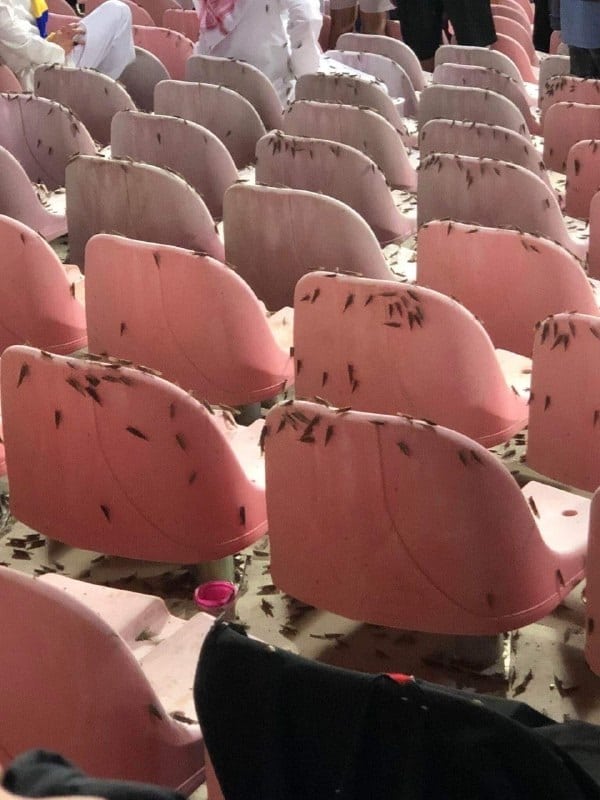 عکس| حمله ملخ ها به کریستیانو رونالدو در لیگ عربستان سعودی! | دیلی فوتبال