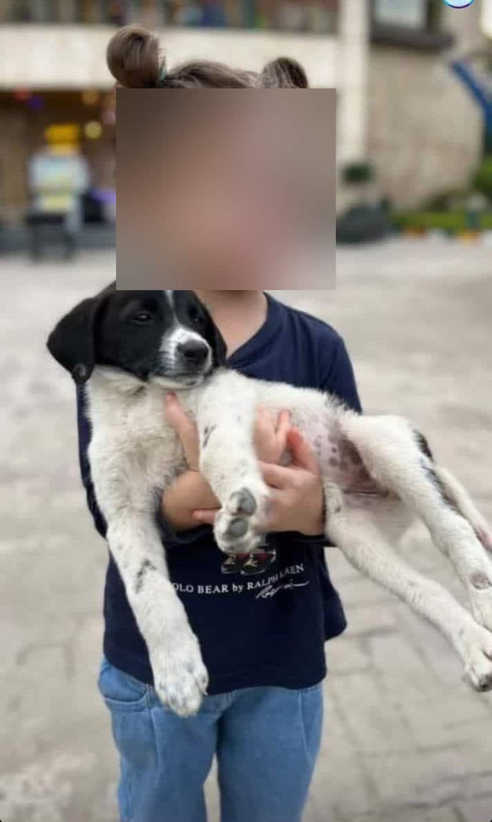 فیلم| هنجارشکنی و کشف حجاب در مزرعه کودک اکسین؛ مرکز ترویج فساد غربی در آمل پلمب شد فیلم| هنجارشکنی و کشف حجاب در مزرعه کودک اکسین؛ مرکز ترویج فساد غربی در آمل پلمب شد | دیلی فوتبال