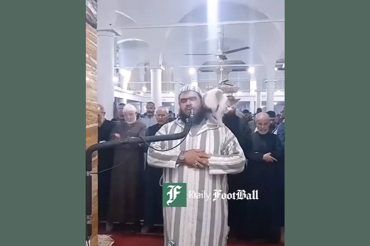 فیلم| بازیگوشی یک گربه در نماز جماعت! فیلم| بازیگوشی یک گربه در نماز جماعت! | دیلی فوتبال