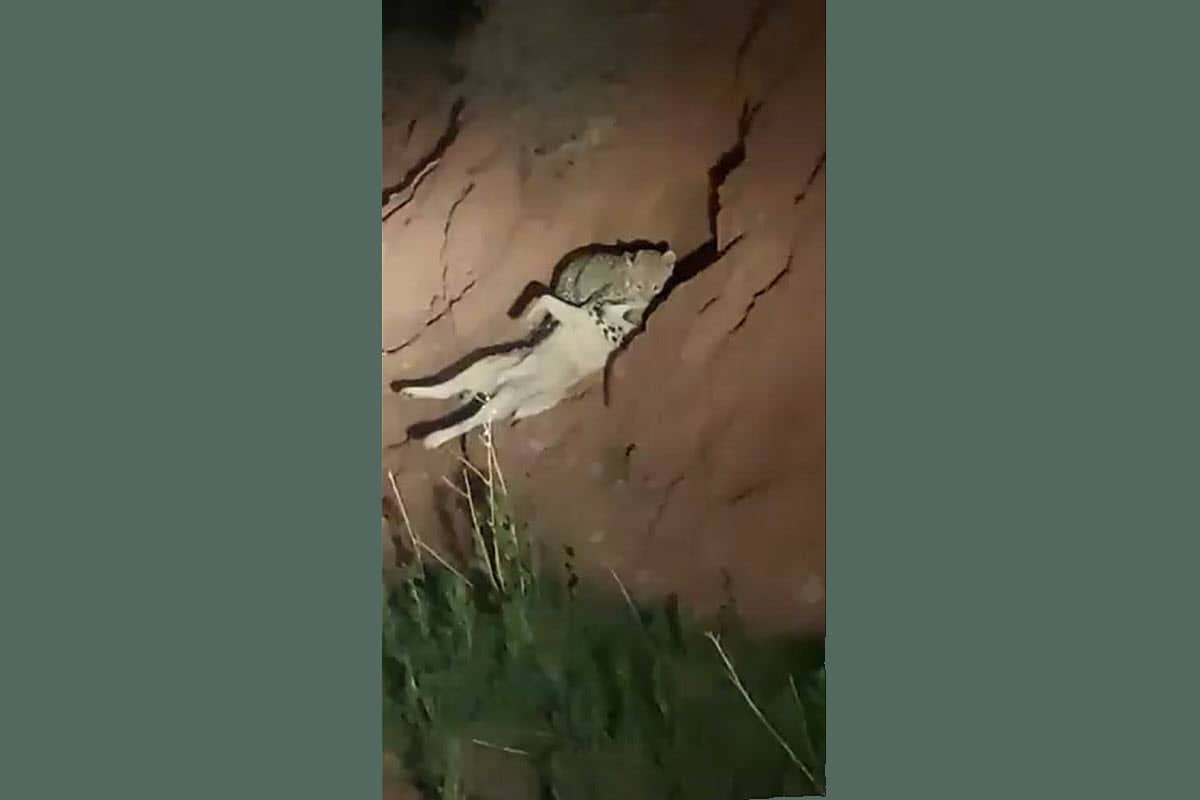 فیلم| شکار سگ توسط پلنگ در فیروزکوه فیلم| شکار سگ توسط پلنگ در فیروزکوه | دیلی فوتبال