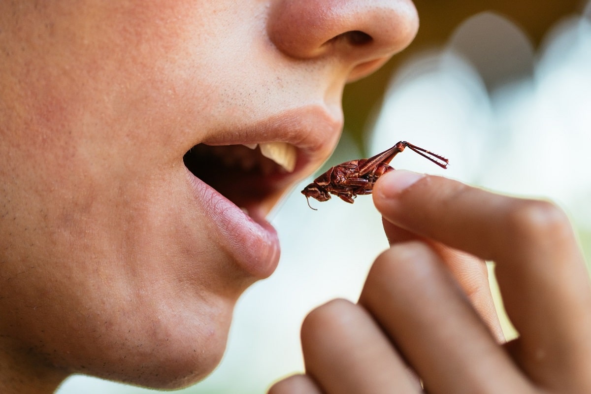 فیلم| خودتان را برای خوردن سوسک و ملخ آماده کنید | دیلی فوتبال