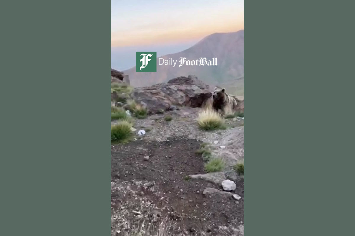 فیلم| حمله خرس سبلان به کوهنوردان فیلم| حمله خرس سبلان به کوهنوردان | دیلی فوتبال