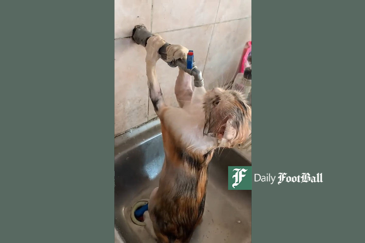 فیلم| پناه بردن گربه به شیر آب در پی گرمای طاقت فرسای خوزستان فیلم| پناه بردن گربه به شیر آب در پی گرمای طاقت فرسای خوزستان | دیلی فوتبال