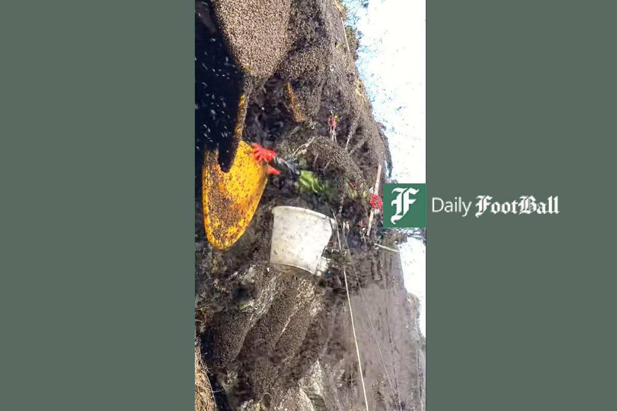 فیلم| عسل طبیعی اینطور بدست می آید | دیلی فوتبال