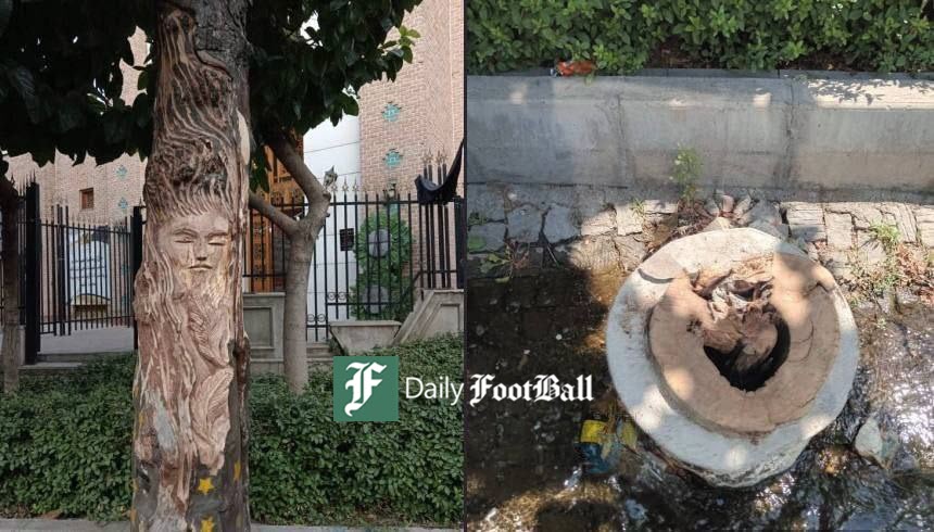 عکس| قطع درخت 100 ساله به علت نقش یک زن روی آن! عکس| قطع درخت 100 ساله به علت نقش یک زن روی آن! | دیلی فوتبال