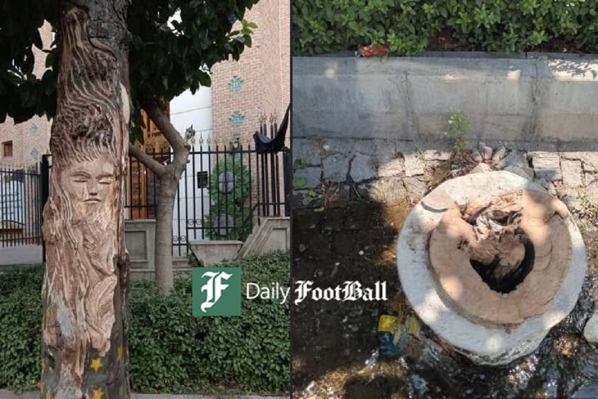 عکس| قطع درخت 100 ساله به علت نقش یک زن روی آن! عکس| قطع درخت 100 ساله به علت نقش یک زن روی آن! | دیلی فوتبال
