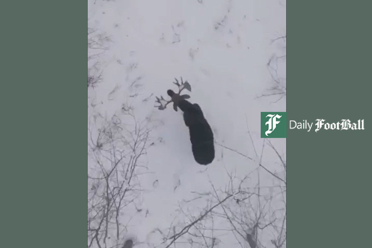 فیلم| لحظه نادر و منحصر به فرد افتادن شاخ های گوزن فیلم| لحظه نادر و منحصر به فرد افتادن شاخ های گوزن | دیلی فوتبال