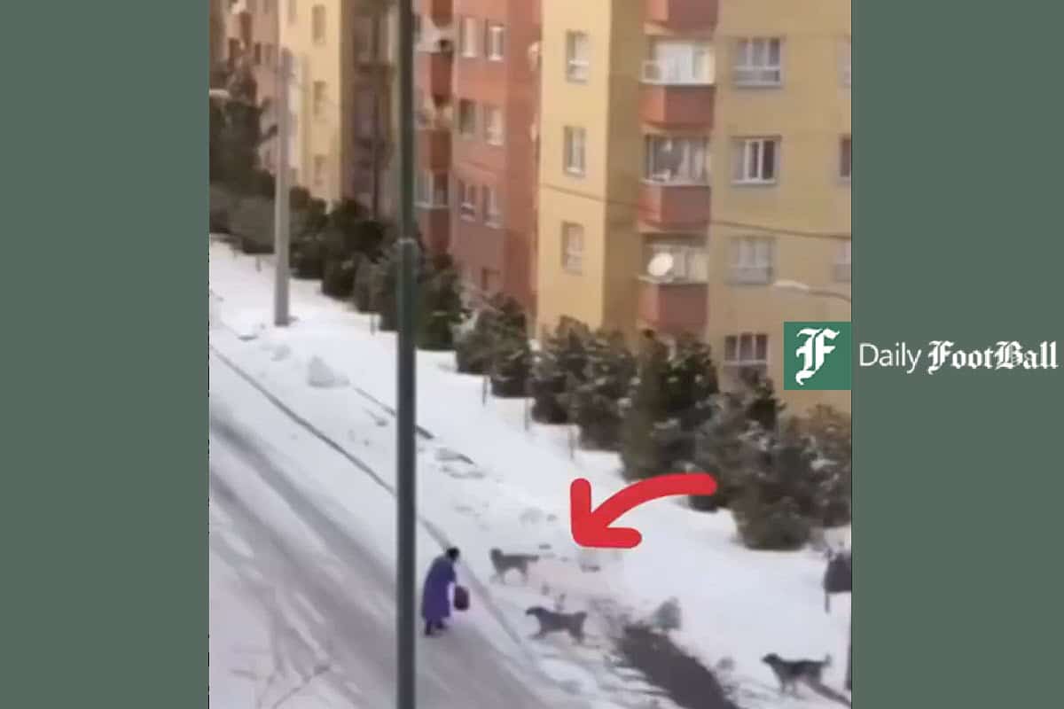 فیلم| صحنه های دلهره آور حمله سگ های ولگرد به یک زن در تبریز | دیلی فوتبال