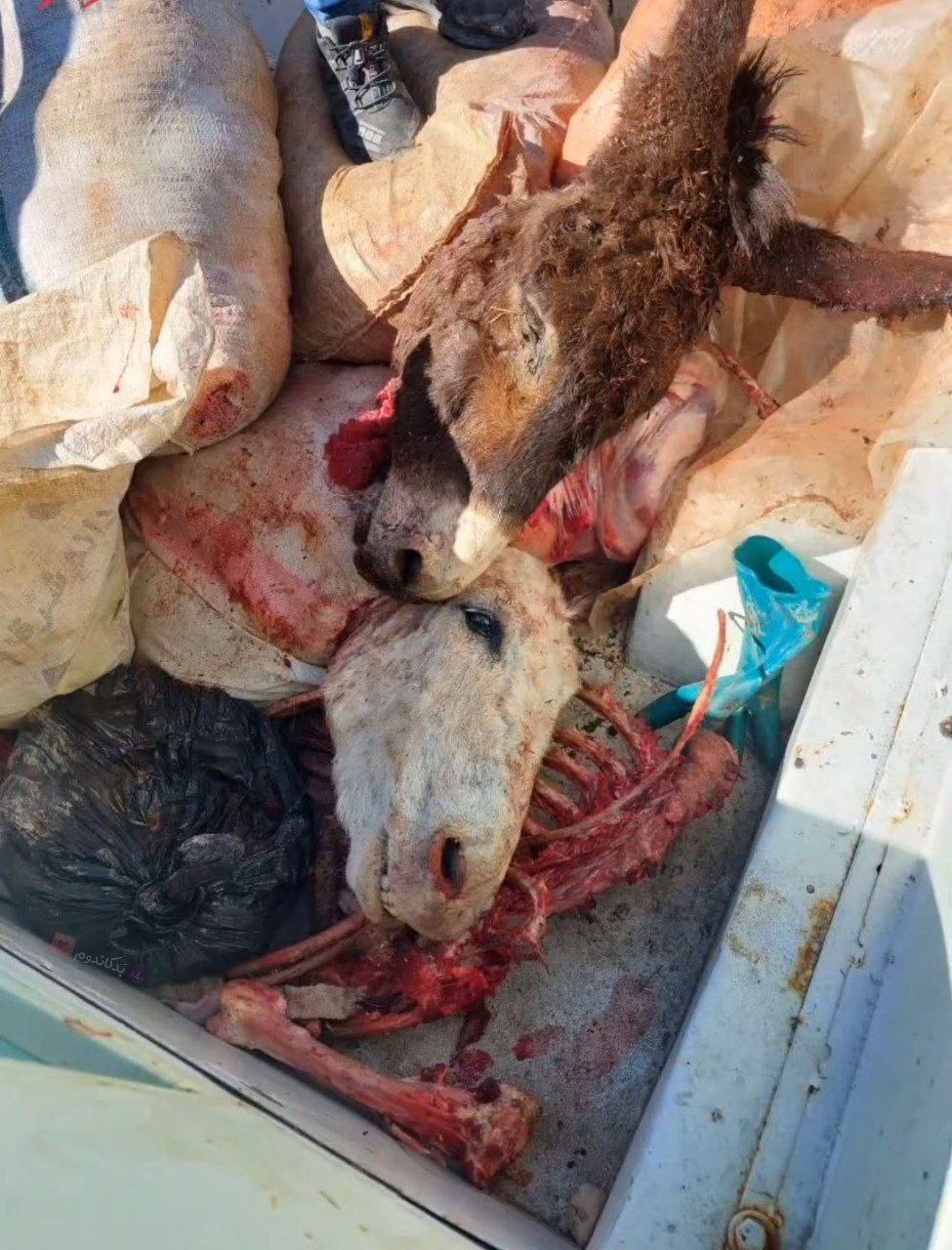 عکس| گوشت خر به رستوران های مشهد نرسید! عکس| گوشت خر به رستوران های مشهد نرسید! | دیلی فوتبال