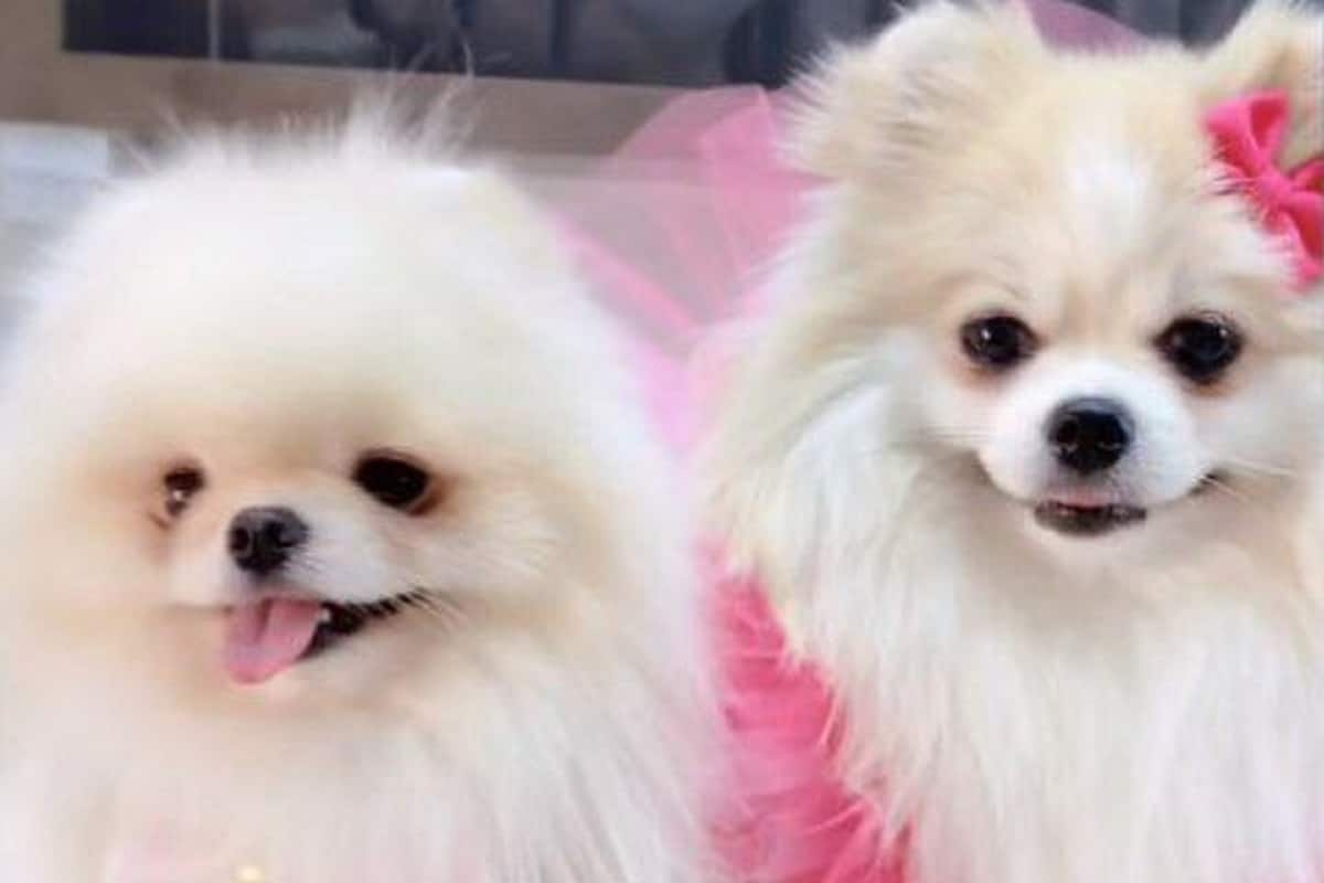 عکس| برگزاری مراسم عروسی برای سگ ها با خرج 700 میلیون تومان! عکس| برگزاری مراسم عروسی برای سگ ها با خرج 700 میلیون تومان! | دیلی فوتبال