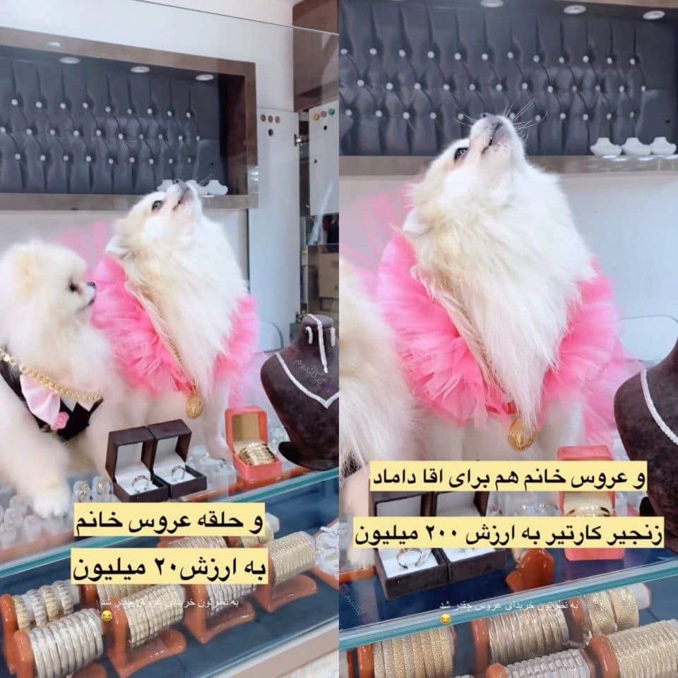 عکس| برگزاری مراسم عروسی برای سگ ها با خرج 700 میلیون تومان! عکس| برگزاری مراسم عروسی برای سگ ها با خرج 700 میلیون تومان! | دیلی فوتبال