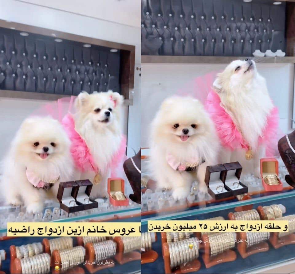 عکس| برگزاری مراسم عروسی برای سگ ها با خرج 700 میلیون تومان! عکس| برگزاری مراسم عروسی برای سگ ها با خرج 700 میلیون تومان! | دیلی فوتبال