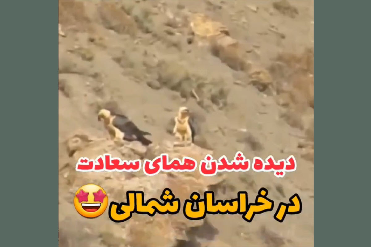 فیلم| دیده شدن همای سعادت در خراسان شمالی | دیلی فوتبال