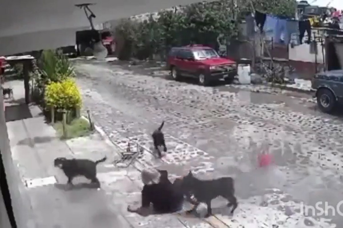 فیلم| حمله دسته جمعی سگ ها به یک پیرزن | دیلی فوتبال