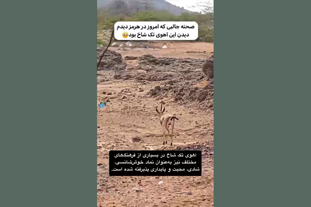 فیلم| دیده شدن آهوی تک شاخ در حیات وحش ایران فیلم| دیده شدن آهوی تک شاخ در حیات وحش ایران | دیلی فوتبال