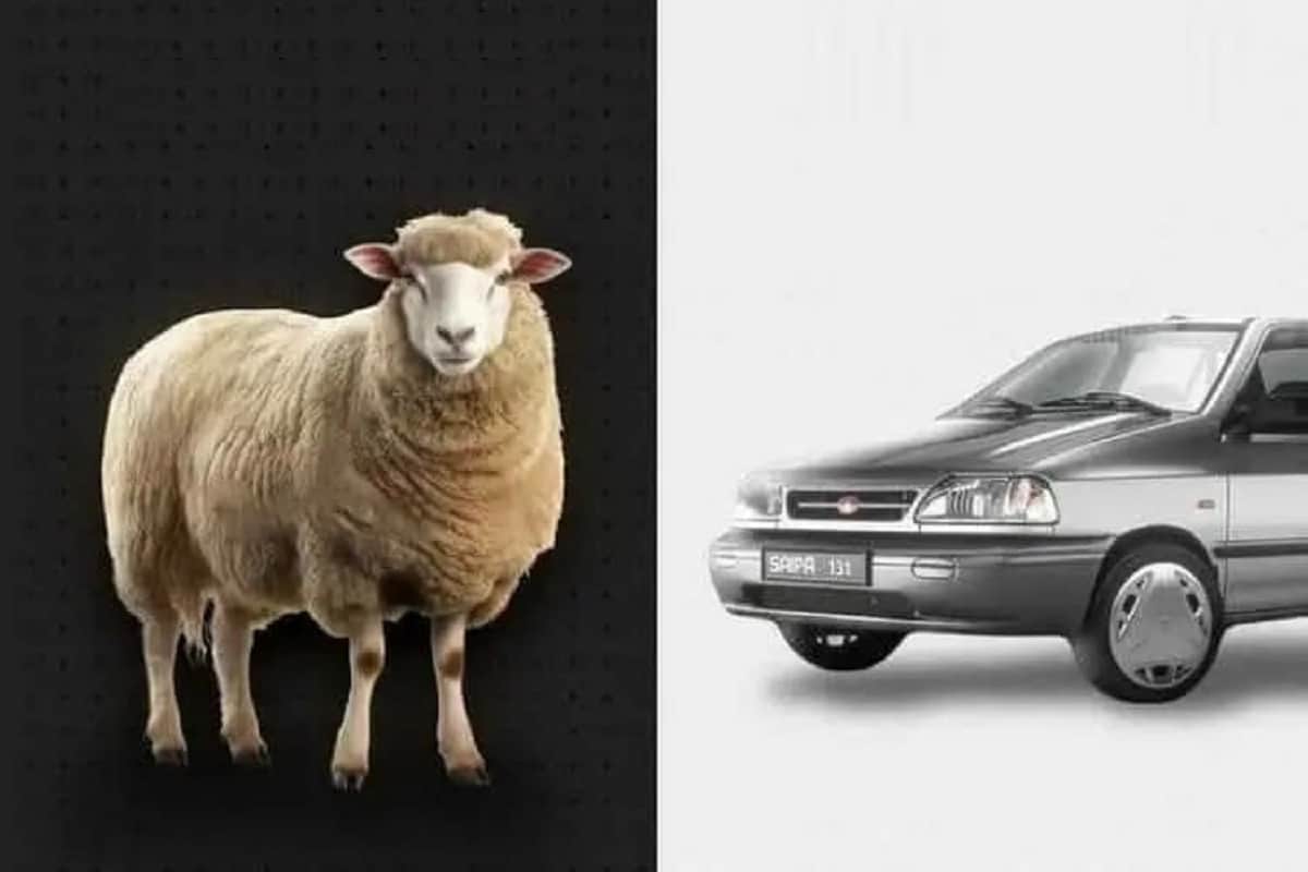 عکس| گوسفند هم قیمت پراید شد! عکس| گوسفند هم قیمت پراید شد! | دیلی فوتبال