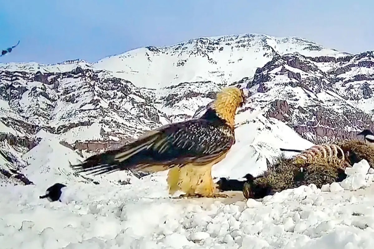 فیلم| دیده شدن همای سعادت اینبار در نزدیکی تهران | دیلی فوتبال