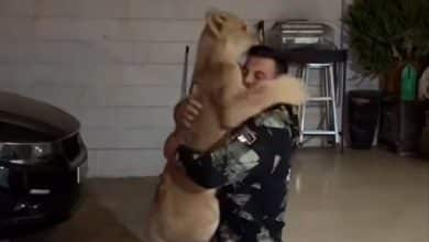 فیلم| واکنش امیر علی اکبری به نگهداری از شیر خانگی فیلم| واکنش امیر علی اکبری به نگهداری از شیر خانگی | دیلی فوتبال