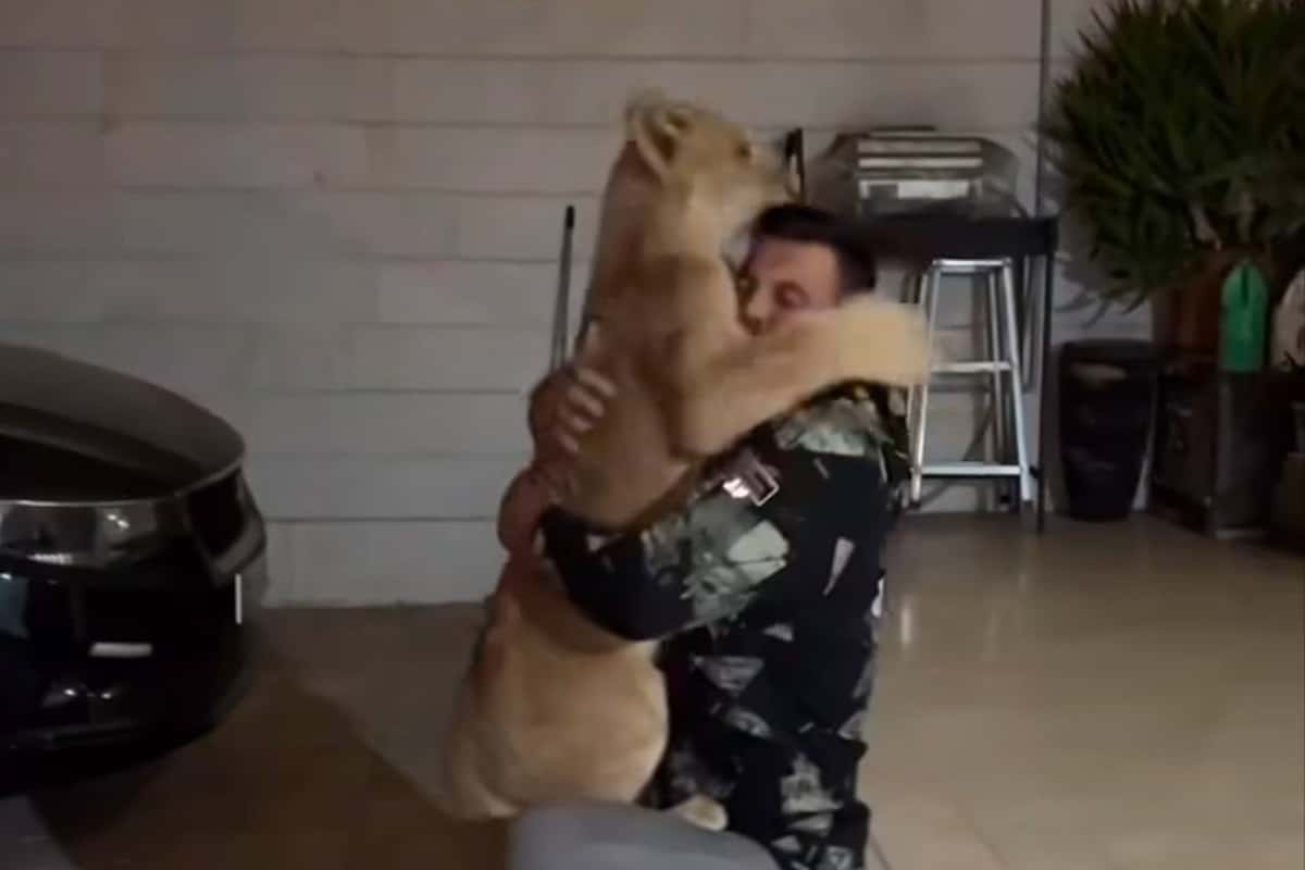 فیلم| واکنش امیر علی‌ اکبری به نگهداری از شیر خانگی | دیلی فوتبال